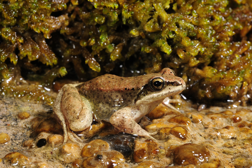 Pyrenean Frog