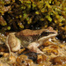 Pyrenean Frog - Photo (c) Benny Trapp, some rights reserved (CC BY-SA)