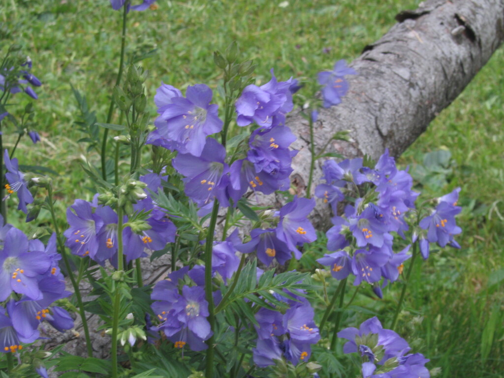 Polemonium caeruleum, Bolzano, Itália