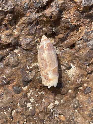 Agaronia acuminata observed 2025-02-25