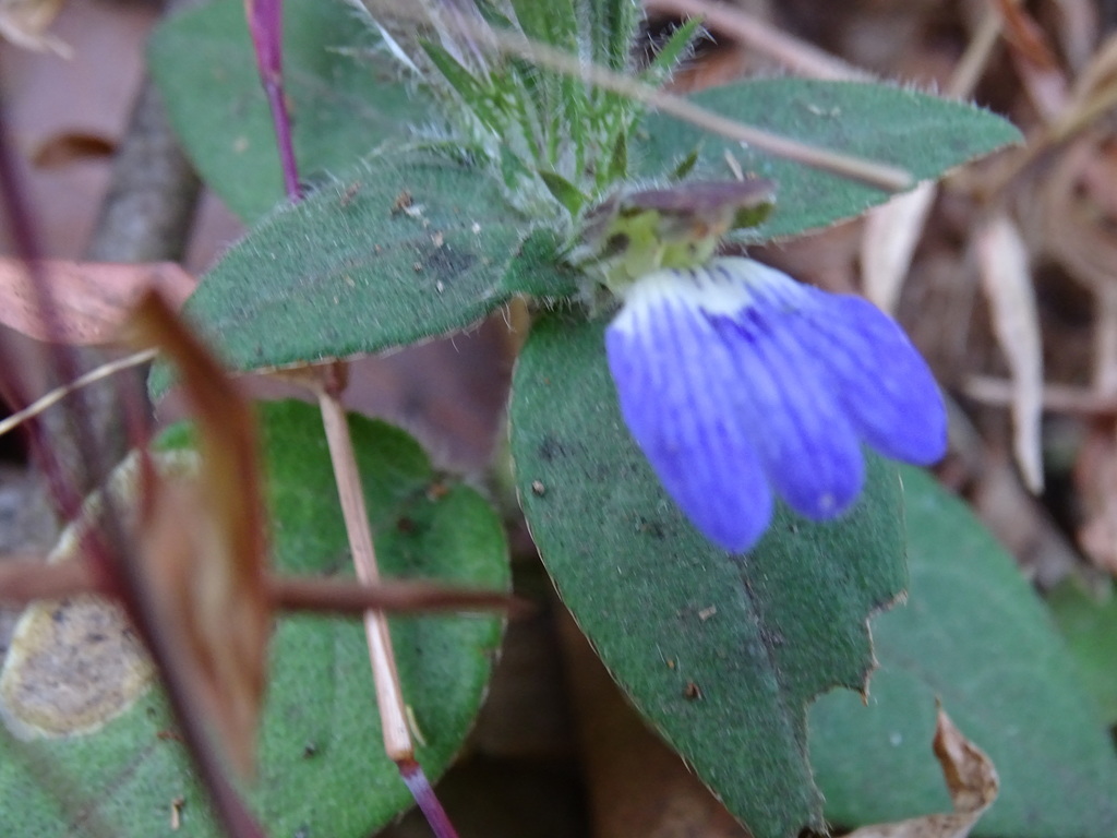 Cynarospermum
