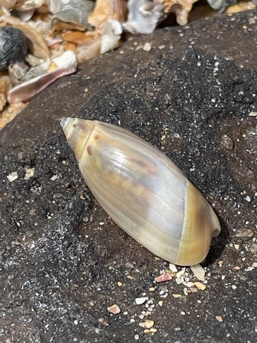 Agaronia hiatula observed 2025-02-24