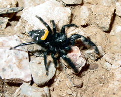 Paraphidippus basalis