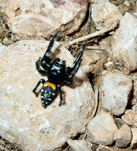 Agave Jumping Spider
