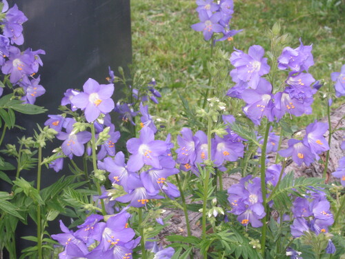 Polemonium caeruleum