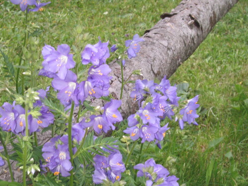 Polemonium caeruleum