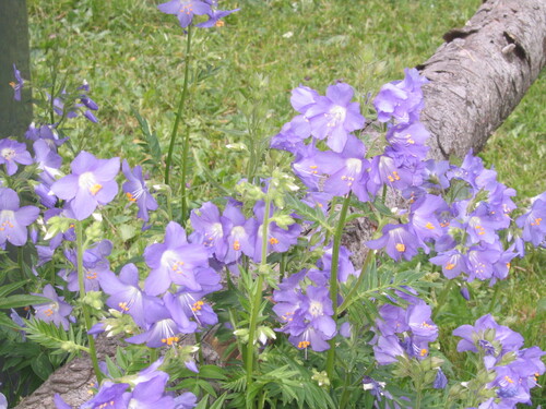 Polemonium caeruleum