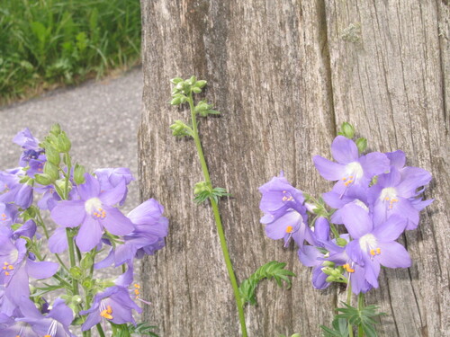 Polemonium caeruleum