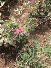 Calliandra eriophylla