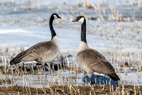 Canada Goose