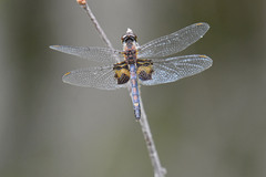 Celithemis martha