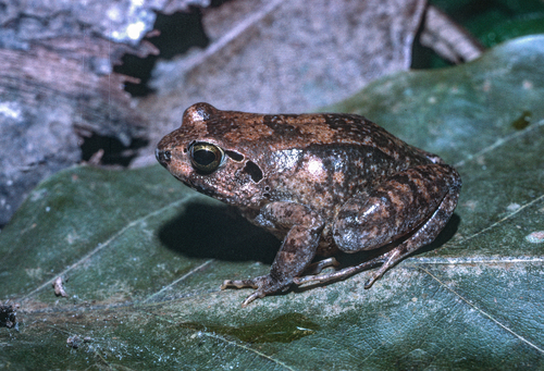Buea Screeching Frog