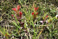 Castilleja pumila