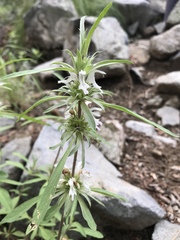 Monarda citriodora austromontana
