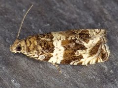 Olethreutes valdanum