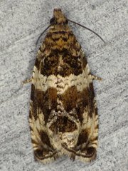 Olethreutes valdanum