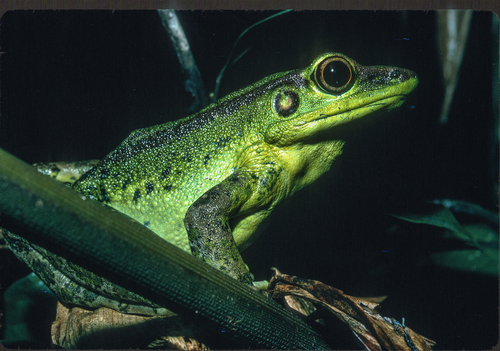 Hylarana lepus