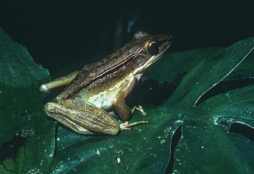 Forest White-lipped Frog