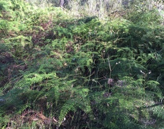 Gleichenia microphylla