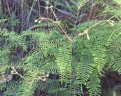 Gleichenia microphylla