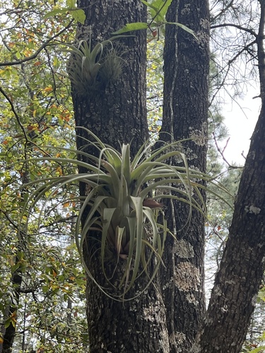 Tillandsia parryi, photograph 3