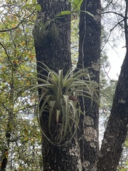 (c) Masked Lynx, some rights reserved (CC BY) Tillandsia parryi, photograph (c) Masked Lynx, some rights reserved (CC BY)