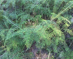 Gleichenia microphylla