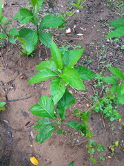 Gymnanthemum amygdalinum