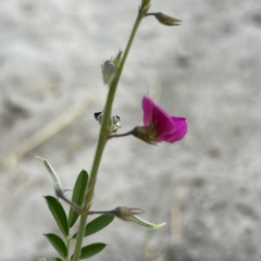 Purple Tephrosia (Tephrosia purpurea)