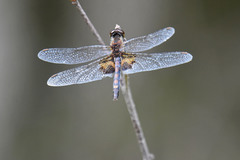 Celithemis martha