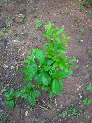 Gymnanthemum amygdalinum