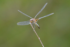 Celithemis martha