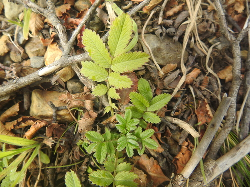 Image of Acaena ovalifolia by (c) María Regina Silva, some rights reserved (CC BY)
