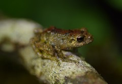 Pristimantis platydactylus