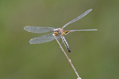 Celithemis martha
