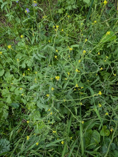 Sisymbrium officinale observed 2025-03-21