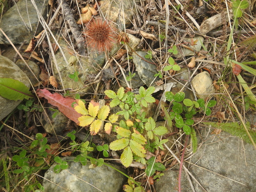 Image of Acaena ovalifolia by (c) María Regina Silva, some rights reserved (CC BY)
