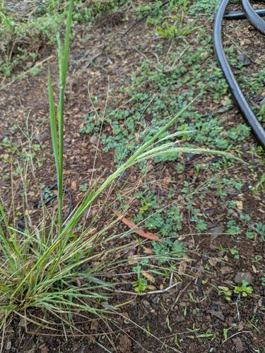 Lachnagrostis filiformis observed 2025-03-21