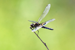 Celithemis martha