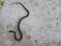 Thamnophis melanogaster