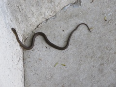 Thamnophis melanogaster