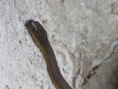 Thamnophis melanogaster