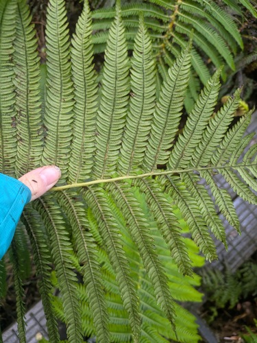 Sadleria souleyetiana observed 2025-03-21