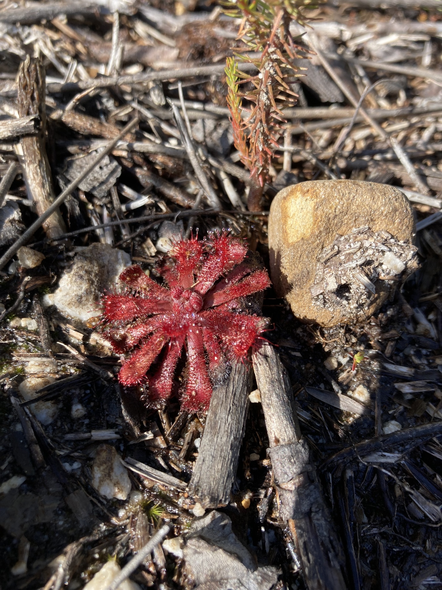 Imagem de Drosera natalensis é conhecida popularmente como "droséra"