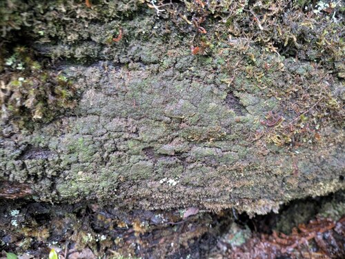 Cephaloziella observed 2025-03-21
