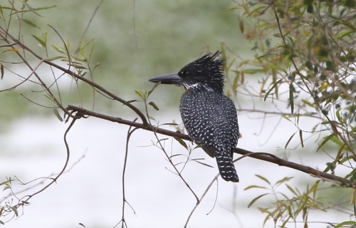 Giant Kingfisher