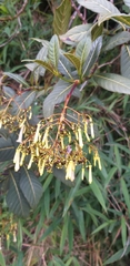 Palicourea lineariflora
