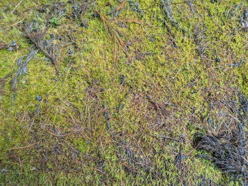 Pseudoscleropodium purum, 2025-03-21