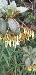 Palicourea lineariflora