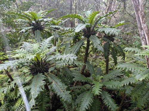 hāhā-nui (Cyanea horrida)